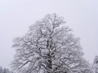 Schnee und Raureif bedeckten alte Eiche am Moorbadweg bei Aschau
